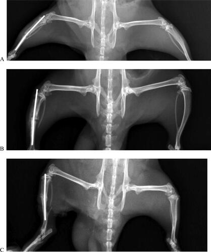 Figure 4. Representative radiography of a rat belonging to the sham group (A) and to the RM group (B) and the R4 group (C). The rats were assigned into three groups (sham group, and two experimental group named R4 and RM). In the first experimental group, R4, the right tibia of the rats were exposed to 4 Hz PEMF with a magnetic field amplitude of 10 mT, while the right tibia of the rats in the second experimental group, RM, were exposed to PEMF with multi frequencies, consecutively, 220 Hz, 727 Hz, 880 Hz and 10 kHz, with a magnetic field amplitude of 10 mT for 1 h/day (7 days in a week) during 1 month.