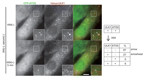 Figure 4. PtdIns3K is important for stable accumulation of ULK1 and ATG5. MEFs stably coexpressing CFP–ATG5 and Venus-ULK1 were cultured in starvation medium for 30 min (upper panels) and then 0.2 μM wortmannin (WM) was added (lower panels). The ULK1+ ATG5+ punctate structures were tracked for 5 min after the addition of wortmannin by time-lapse microscopy and were classified into the four groups: ULK1− ATG5− (arrows), ULK1+ ATG5− (arrowheads), ULK1− ATG5+ and ULK1+ ATG5+. Relative population of each group was shown in the table (right). Scale bar: 10 μm.