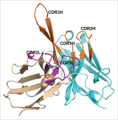 Figure 6. Modeled 3-dimensional structure of MEDI3185 VH (cyan) and VL (tint) domains. CDRs are shown in orange (VH) and magenta (VL). Intra-chain disulfides are shown as spheres. MEDI3185 exhibits a long CDR3H in a β-hairpin conformation protruding away from the variable domains.