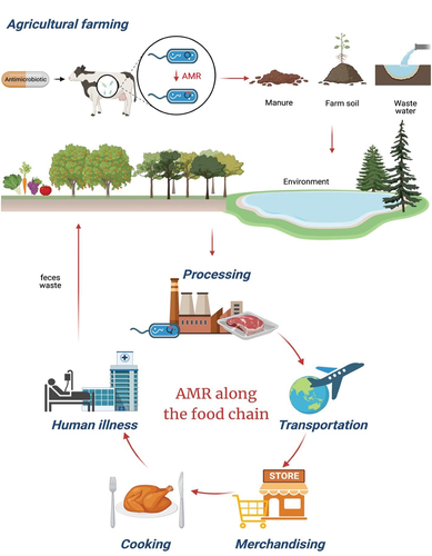 Figure 1. Illustration of the potential routes of AMR in the food chain.