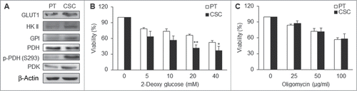 Figure 3. CSCs were dependent on glycolysis for major supply of energy. (A) GLUT1, HK II, GPI, p-PDH (S293), and PDK were upregulated while PDH was down-regulated in TW01 CSCs. (B) 2-deoxyglucose (2-DG) was used to measure the extent of dependence on glycolysis for ATP of TW01 CSCs and the parental cells, respectively. Lower cell viability was detected in CSCs after treatment with the glycolytic inhibitor 2-DG compared with the parental cells. (C) Oligomycin was used to measure the extent of dependence on mitochondrial respiration and OXPHOS of TW01 CSCs and the parental cells. No significant differences of cell viability were observed between the parental cells and CSCs after oligomycin treatment. (*, P < 0.05; **, P < 0.01).