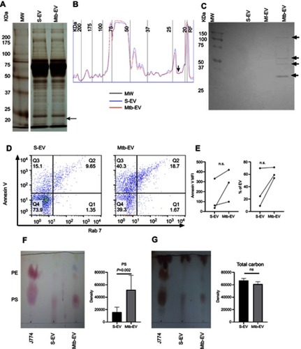 Figure 2 EVs released by infected J774A.1 macrophages contain Mycobacterium tuberculosis antigens and are enriched in phosphatidylserine. EVs were purified from J774A.1 cells (S-EV), from J774A.1 cells that had been infected with M. fortuitum for 4 h (Mf-EV) or from J774A.1 cells that had been infected with M. tuberculosis H37Rv for 4 h (Mtb-EV). (A) S-EV and Mtb-EV were analyzed by SDS-polyacrylamide gel electrophoresis (SDS-PAGE), the arrow indicates a 22 kDa protein exclusive to Mtb-EV. MW, molecular weight marker. (B) Densitometric analysis of the SDS-PAGE in A, the arrow indicates a 22 kDa protein exclusive to Mtb-EV. MW, molecular weight marker. RF, Running front. (C) S-EV, Mf-EV and Mtb-EV were analyzed by Western blot, with an anti-M. tuberculosis H37Rv soluble extract (MTSE) serum as primary antibody. The arrows indicate 30, 40, 50 and 100 kDa antigens. MW, molecular weight marker. (D) S-EV and Mtb-EV were stained with rabbit anti-mouse Rab7 antibody and FITC-labeled anti-rabbit IgG antibody, and with APC-labeled annexin V [which binds to phosphatidylserine (PS)] and were analyzed by flow cytometry. (E) The APC-labeled annexin V mean fluorescence intensity (MFI) and the percentage of phosphatidylserine-containing EVs from three experiments are shown. Wilcoxon signed-rank test. n.s, not significant. (F, G) Lipids were extracted from J774A.1 cells, from S-EV and from Mtb-EV, and analyzed by thin-layer chromatography, with ninhydrin [which reacts with lipids with free amino groups, such as phosphatidylserine (PS) and phosphatidylethanolamine (PE)] or with sulphuric acid (which reveals the total carbon content of each sample). One plate representative of three is shown. The spot density is expressed as area under the curve. Graphs represent mean and SEM of three independent experiments. Mann–Whitney U test.Abbreviations: M. tuberculosis, Mycobacerium tuberculosis; M. fortuitum, Mycobacterium fortuitum; TEM, transmission electron microscopy; EVs, extracellular vesicles; SD, standard deviation; n.s., not significant.