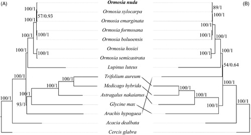 Figure 1. Phylogenetic tree of sampled Ormosia species and outgroups based on 77 protein-coding genes (A) and noncoding regions (B) of plastomes. Numbers beside nodes represent maximum likelihood bootstrap percentages/Bayesian inference posterior probabilities. Bold type marks species sequenced in this study. The analyzed species and corresponding GenBank accession number are as follows: Acacia dealbata (NC_034985), Arachis hypogaea (NC_026676), Astragalus nakaianus (NC_028171), Cercis glabra (NC_036762), Glycine max (NC_007942), Lupinus luteus (NC_023090), Medicago hybrida (NC_027153), Ormosia boluoensis (MN886968), O. emarginata (NC_045104), O. formosana (MT258921), O. hosiei (NC_039418), O. nuda (MW450912), O. semicastrata (NC_045106), O. xylocarpa (NC_045105), and Trifolium aureum (NC_024035).