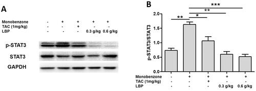 Figure 5. Effects of LBP on the activation of nuclear transcription factor STAT3 in mice with monobenzone-induced vitiligo. (A) Representative western blot of p-STAT3 and STAT3 protein expression in the skin of mice with monobenzone-induced vitiligo. (B) Quantification of the amounts of phospho-STAT3 relative to STAT3 in the skin mice (*p < 0.05, **p < 0.01, ***p < 0.001 vs. monobenzone-induced vitiligo group; n = 6).