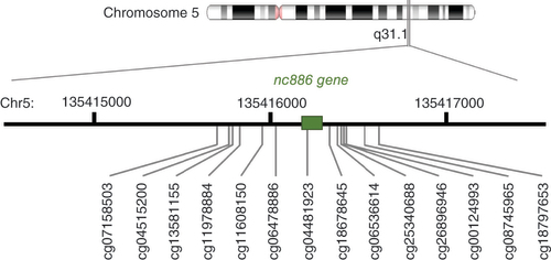 Figure 1. Location of 14 CpGs showing bimodal methylation pattern in the nc886 locus.