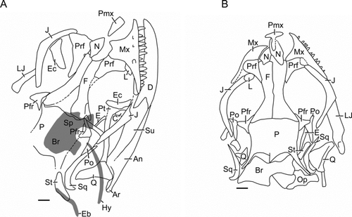 Figure 5 Liushusaurus acanthocaudata gen. et sp. nov., skull morphology drawn from silicon peels of A, IVPP V15587A and B, IVPP V15586A. The grey areas in (A) (basicranium and hyoid elements) have been superimposed from the counterpart block. Scale bars = 1 mm. Abbreviations: An, angular; Ar, articular; Br, braincase; C, coronoid; D, dentary; E, epipterygoid; Eb, epibranchial; Ec, ectopterygoid; F, frontal; Hy, hyoid; J, jugal; L, lacrimal; LJ, lower jaw; Mx, maxilla; N, nasal; Op, opisthotic; P, parietal; Pfr, postfrontal; Pmx, premaxilla; Po, postorbital; Prf, prefrontal; Pt, pterygoid; Q, quadrate; Sp, sphenoid; Sq, squamosal; St, supratemporal; Su, surangular.