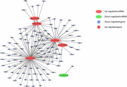 Figure 1. Interaction network of dif-miRNAs and their co-gene targets in VTE patients