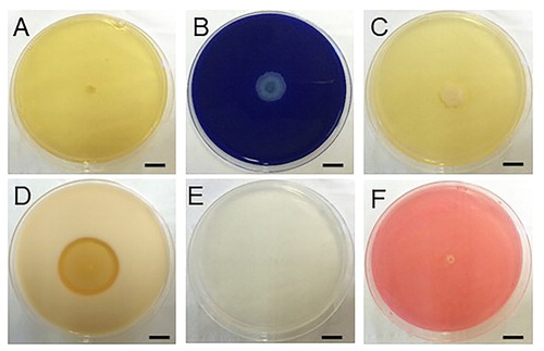 Figure 7. Production of enzymes and secondary metabolites by Rdx5. Chitinase test (A); Peroxidase test (B); HCN test (C); Protease test (D); Gelatinase assay (E); Cellulase assay (F). Note: Bar = 1 cm.