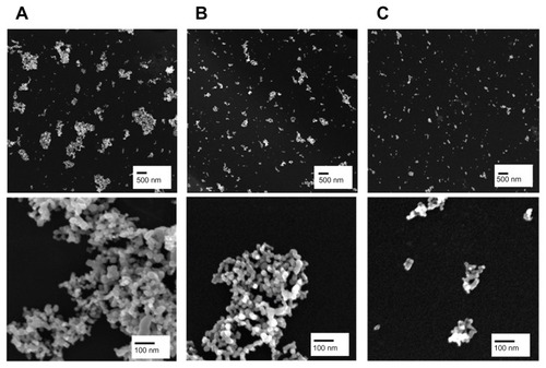 Figure 1 Representative scanning electron microscopic images of fractionated TiO2 in distilled water. TiO2 suspension in deionized water was fractionated to three different hydrodynamic sizes by differential speed of centrifugation. The supernatant was carefully taken and designated as TiO2P25–300 (A), TiO2P25–130 (B), or TiO2P25–70 (C) after centrifugation for 20 minutes at 0 rpm, 4000 rpm (6570 g), or 8000 rpm (9870 g), respectively.Note: Scale bars indicate 500 nm (upper) and 100 nm (lower).