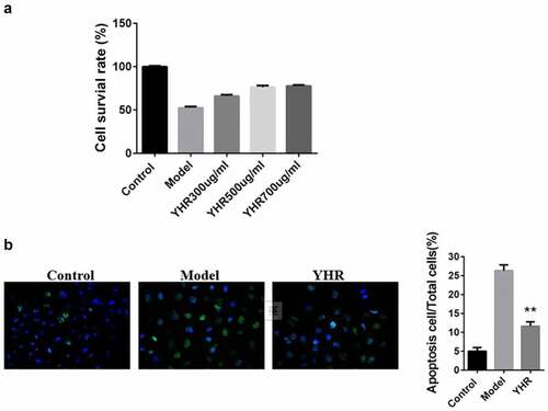 Figure 3. YHR rescued the loss of cell viability induced by OGD/R