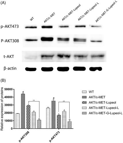 Figure 5. Molecular mechanism of apoptosis on HepG2 cells.