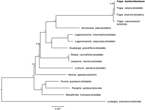 Figure 1. Phylogenetic tree using maximum-likelihood (ML) based on 15 whole chloroplast genomes of Lythraceae species with Ludwigia octovalvis as an outgroup. Numbers near the nodes represent ML bootstrap values.