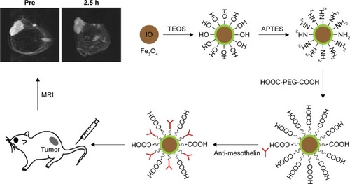 Figure 1 Schematic diagram illustrating the preparation of A-MFS probe and its T2-weighted images.Abbreviations: IO, Fe3O4; A-MFS, Fe3O4@SiO2 modified with anti-mesothelin antibody; APTES, (3-aminopropyl)triethoxysilane; MRI, magnetic resonance imaging; TEOS, tetraethylorthosilicate; h, hours.