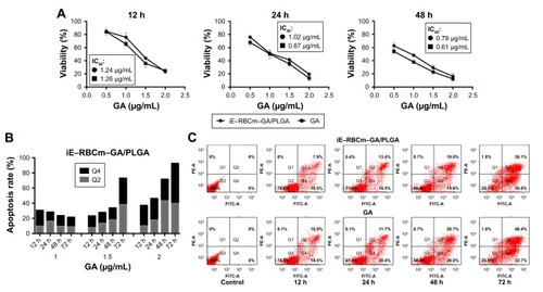 Figure 6 Antitumor activity of iE–RBCm–GA/PLGA NPs in vitro.Notes: (A) In vitro cytotoxicity of iE–RBCm–GA/PLGA NPs in comparison with free GA against HT-29 colorectal cancer cells after 12, 24, and 48 h of incubation (n=4, P>0.05). Data are given (graph bars) as the mean ± SD (n=4). Statistical significance. (B) Apoptosis rate of HT-29 incubated with iE–RBCm–GA/PLGA NPs in increasing concentration for 12, 24, 48, and 72 h. (C) HT-29 cell apoptosis detected by Annexin V-FITC/PI double staining image of iE–RBCm–GA/PLGA NPs and free GA in 1.5 µg/mL GA concentration at 12, 24, 48, and 72 h.Abbreviations: GA, gambogic acid; NPs, nanoparticles; PLGA, poly(lactic-co-glycolic acid); RBCm, red blood cell membrane.