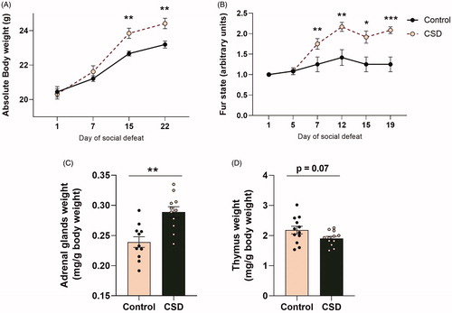 Figure 2. Chronic social defeat stress leads to changes in body weight, organ weight and fur condition in female C57Bl/6n mice. Exposure to a 21-day social defeat led to (A) a significant increase in body weight from day 15 of the defeat onwards. In addition, (B) fur condition was worsened in socially defeated mice compared to control animals from day 7 of the defeat onwards. Chronic social defeat stress exposure led to (C) a significant increase in relative adrenal gland weight and (D) a tendency for reduced relative thymus weight. CSDS: chronic social defeat stress; data represent mean ± SEM; *p < 0.05; **p < 0.01, ***p < 0.001.