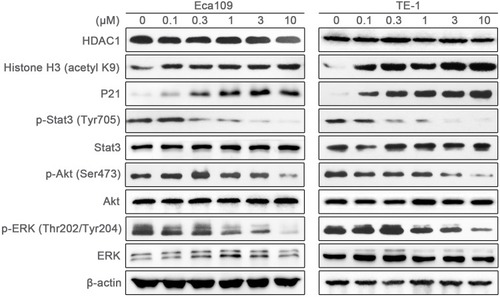 Figure 5 Western blot analysis in Eca109 and TE-1 cells treated with AR-42.