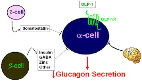 Figure 10. Action and metabolic effect of somatostatin on insulin and glucagon (Rajendran et al., Citation1979).