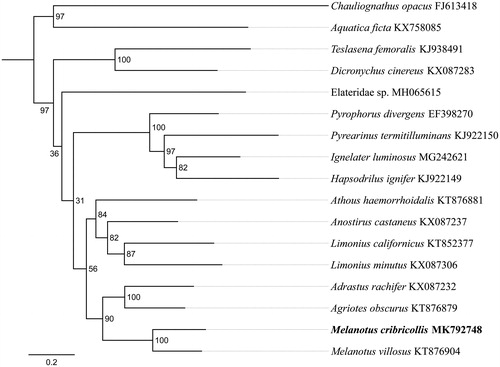 Figure 1. Phylogenetic relationships based on the 13 mitochondrial protein-coding genes sequences inferred from RaxML. Numbers on branches are Bootstrap values (BV).