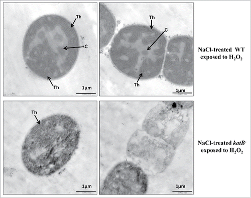 Figure 2. Ultrastructural features of the NaCl-treated wild-type Anabaena (WT, upper panel) or katB mutant (katB−, lower panel) after exposure to H2O2 (for 24 h) as seen under the transmission electron microscope. Samples were processed for transmission electron microscopy as described earlier.Citation22 Thylakoid membranes (Th) and carboxysomes (C) are indicated. Severely disintegrated thylakoid membranes and a distinct loss of ultrastructure are evident in the katB mutant filaments exposed to H2O2.