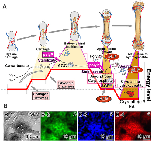 Figure 11 Ca-phosphate/bone formation. (A) Steps during bone formation: amorphous Ca-carbonate (ACC), amorphous Ca-phosphate (ACP) and finally crystalline Ca-phosphate/hydroxyapatite (HA). The different phases of bone initiation, growth and maturation are outlined in the upper trace. At least the final step, the transition from ACC to ACP, is driven enzymatically by ALP. There, the enzyme ALP hydrolyzes polyP and, by this, eliminates the stabilizing polymer polyP from the amorphous ACC and ACP phases. This process leads to the maturation of ACP to crystalline HA. During this process, the initial endergonic reactions are pulled by the subsequent exergonic processes. (B) Element mapping of the surfaces of Ca mineral deposits formed on human osteoblast-like SaOS-2 cells (B-1; SEM) for the elements oxygen (B-2), phosphorus (B-3) and carbon (B-4). Adapted with permission from Wang XH, Schröder HC, Müller WEG. Amorphous polyphosphate, a smart bioinspired nano-/bio-material for bone and cartilage regeneration: Towards a new paradigm in tissue engineering. J Mat Chem B. 2018;6:2385–2412. © 2018 The Royal Society of Chemistry. Creative Commons.Citation142