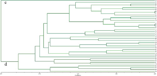Figure 3. Dendrogram of 40 ramie accessions from Group II based on the allelic data of 36 SSRs.
