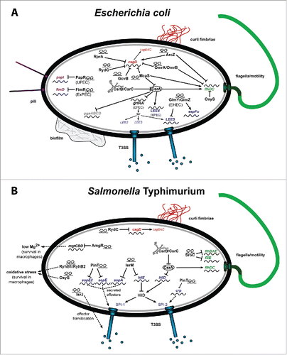 Figure 2. RNA-based control mechanism of E. coli and Salmonella. (A) Riboregulators controlling the colonization factors of pathogenic E. coli important for efficient cell adhesion and invasion. (B) Riboregulators coordinating the expression of Salmonella pathogenicity factors, responsible for cell entry, intracellular persistence and proliferation. The riboregulators are given in black and the target genes in green for flagella biosynthesis, in red for curli formation, in purple for pili production, and in blue for T3SS genes encoded on the pathogenicity islands LEE of EHEC/EPEC (A) or SPI-1 and SPI-2 of Salmonella (B).