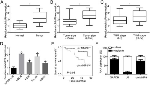 Figure 1 circMMP9 was overexpressed in OS. (A) Relative expression of circMMP9 in 51 OS tissues and corresponding adjacent normal ones. (B) Analysis of circMMP9 expression in different tumor sizes of OS tissues. (C) CircMMP9 was positively correlated with TNM stage. (D) circMMP9 was overexpressed in OS cell lines. (E) Kaplan–Meier analysis of overall survival rate based on circMMP9 expression in OS tissues. (F) The subcellular localization of circMMP9 was analyzed. *P<0.05.