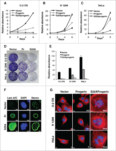 Figure 2. S22A-progerin triggers a cell proliferation arrest and a multinucleated phenotype in tumor cells. (A-C) Growth curves of different cancer cell lines expressing the indicated vectors. (D) Colony formation assay of cell lines as in (A-C). (E) Quantitation of cell growth in the colony formation assay using crystal violet staining. (F) Immunofluorescence for lamin A/C of U-2 OS cells expressing a vector control, progerin (Pr) or S22A-progerin (S22A). Decon means deconvolution option of Metamorph software. (G) Immunofluorescence showing the cell nucleus (blue-DAPI staining) and the cytoskeleton (red-Tubulin) in the indicated cell lines expressing vector, progerin or S22A-progerin. The percent and S.D of multinuclear cells are indicated at the bottom right of each panel. Magnification = 10 μm.