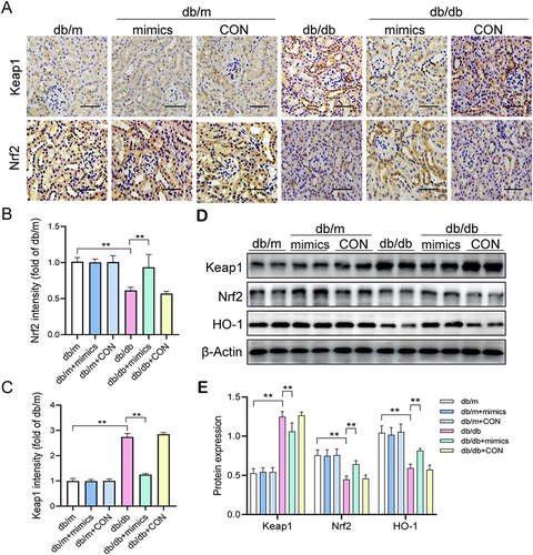 Figure 4 MiR-204-5p overexpression attenuates Keap1 expression and enhances Nrf2 expression in diabetic kidneys. (A) Immunohistochemical staining of Keap1 and Nrf2 in paraffin-embedded renal tissues from different groups (scale bar = 50μm). (B and C) Quantification of Keap1 and Nrf2 expression in renal tissues. (D and E) Western blot analysis of Keap1 and Nrf2 level in different groups. **p < 0.01.