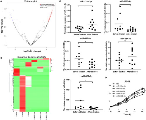 Figure 2. Identification of differentially expressed (DE) miRNAs and verification. (A) Volcano plot of DE miRNAs in exosomes after ablation compared with that before ablation by small RNA sequencing. (B) Heat map of DE miRNAs. (C) RT-qPCR analysis of five miRNAs in clinical exosome samples before and after ablation. *p<.05. (D) CCK8 assay for A549 cell viability after transfection with pCDH-miR-133a-3p, miR-455-3p, miR-584-5p, miR-629-3p,miR-3605-3p or miRNA NC vectors. Then, miR-133a-3p was screened for further analyses.