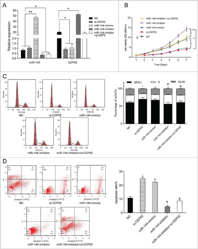 MiR-144 could inhibit proliferation, induce cell cycle arrest and promote apoptosis by down-regulating CEP55. (A) QRT-PCR assay was used to detect the expression level of miR-144 and CEP55 after transfection. The overexpression of miR-144 significantly increased the miR-144 expression level while the inhibition of miR-144 decreased the miR-144 expression level. *P < 0.05, **P < 0.01, compared with NC group and si-CEP55 group. The knockdown of CEP55 and overexpression of miR-144 could down-regulate the CEP55 expression level, while the inhibition of miR-144 could up-regulate CEP55 expression level, *P < 0.05, compared with NC group. (B) The cell proliferation ability was detected by MTT assay. MiR-144 mimics group and si-CEP55 group had the weakest proliferation ability. MiR-144 inhibitor group had the strongest cell proliferation ability, *P < 0.05, compared with NC group and miR-144 inhibitor + si-CEP55 group, **P < 0.01, compared with miR-144 inhibitor group. (C) The cell cycle was detected by FCM assay. More cells of miR-144 mimics group and si-CEP55 group were arrested in G0/G1 phase while more cells were synthesized in S phase in miR-144-inhibitor group. More cells were synthesized in S phase in miR-144-inhibitor group and miR-144-inhibitor+si-CEP55 group compared with miR-144-mimics group and si-CEP55 group. *P < 0.05, compared with NC group. # P < 0.05, compared with si-CEP55 group and miR-144 mimics group. (D) The apoptosis ratio was detected by FCM assay. MiR-144 mimics and si-CEP55 groups had the highest apoptosis ratio, and miR-144 inhibitor group had the lowest ratio. *P < 0.05, compared with NC group. # P < 0.05, compared with si-CEP55 group and miR-144 mimics group.