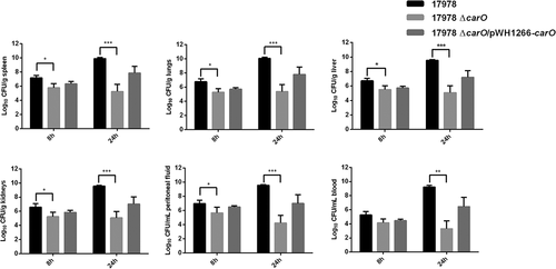 Figure 6. Bacterial burdens in peritoneal sepsis murine model. Bacterial loads in tissues and fluids were determined at 8 h and 24 h after intraperitoneal infection with 3.2 log10 CFU/mL of A. baumannii ATCC 17978 wild-type (17978), its isogenic carO deletion mutant (17978 ΔcarO), and the ΔcarO complemented strain (17978 ΔcarO/pWH1266-carO). Data are represented as mean ± SEM (n = 7 mice/strain for each time point). *P < 0.05, ** P < 0.01, *** P < 0.001, Student’s t-test and Mann-Whitney test