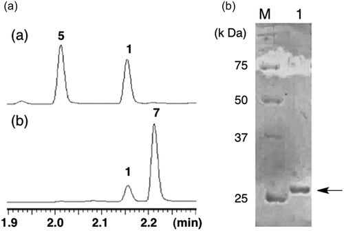 Figure 1. (a) UPLC profiles of (a) BcABA4 reaction with 5 and (b) BcABA4 reaction with 7 and (b) SDS-PAGE analysis of recombinant BcABA4.