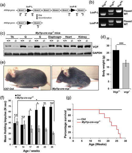 Figure 1. Muscle-specific inactivation of VCP leads to weakness. (a) VCP inactivation strategy. (b) PCR genotyping confirms germline transmission and homozygosity of double floxed allele. (c) Immunoblot of lysates from tibialis anterior (TA), quadriceps (Q), gastrocnemius (G), diaphragm muscle, heart and kidney of 6 wk old control (+/+) or Myl1p-cre-vcp-/- (-/-) mice using antibodies to VCP or GAPDH. (d) Average body weight of 23-week-old control (+/+) or Myl1p-cre-vcp-/- mice. N = 6 mice per group. (e) Image of C57 control and Myl1p-cre-vcp-/- mice at 24 wk of age. (f) Quantification of mean holding impulse for control or Myl1p-cre-vcp-/- mice from age 11–26 wk. N = 6 mice per group. (g) Kaplan-Meier survival curve of control and Myl1p-cre-vcp-/- mice. N = 7 per group. *p < 0.05; **p < 0.01; ***p < 0.001; n.s., not significant.