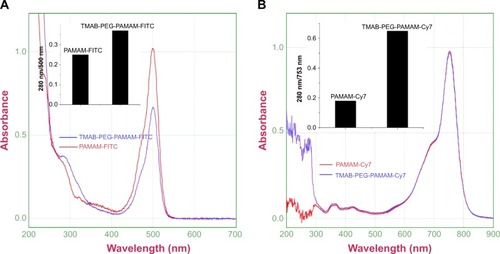 Figure 5 UV-Vis spectroscopy of PAMAM-FITC, TMAB-PEG-PAMAM-FITC, PAMAM-Cy7, TMAB-PEG-PAMAM-Cy7 in H2O.Note: The increased 280/500 (750) nm ratio (A) for the TMAB-PEG-PAMAM-FITC (Cy7) (B) vs PAMAM-FITC (Cy7) due to the conjugation of TMAB in the former.Abbreviations: UV-Vis, ultraviolet-visible; TMAB, trastuzumab; FITC, fluorescein isothiocyanate; PAMAM, polyamidoamine; vs, versus; PEG, polyethylene glycol; Cy7, cyanine7.