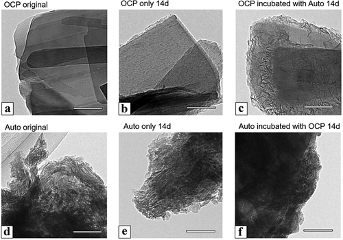 Figure 7. TEM images of OCP (a–c), harvested calvarial bone (Auto) (d–f) before (original) (a, d) and after incubation (b, c, e, f) in the osteogenic mediums for culture of D1 cells at 14 days. OCP incubated with Auto (c) and Auto incubated with OCP (f) in the medium. Bars in the images represent 100 nm