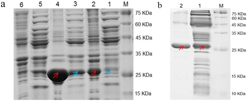 Figure 2. SDS-PAGE analyses for the expression and purification of the ReNHase with His-tag. (a) Expression of the ReNHase with His-tag from recombinant E. coli. Lane 1: 16 °C induced crushed supernatant (Arctic Expression (DE3)); Lane 2: 16 °C induced crushed fragmentation (Arctic Expression (DE3)); Lane 3: 37 °C induced crushed supernatant (BL21 (DE3)); Lane 4: 37 °C induced crushed fragmentation (BL21 (DE3)); Lane 5: Negative control of supernatant; Lane 6: Negative control of precipitation. Lane M: Protein marker (Beyotime Institute of Biotechnology, Beijing, China). (b) Purification products of ReNHase with His-tag (The red arrow indicates the target protein). Lane 1:ReNHase with His-tag before purification; Lane 2:ReNHase with His-tag after purification (twofold dilution). Lane M: Protein marker.