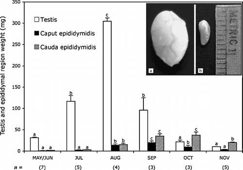 Figure 1 Changes in testicular and epididymal (caput and cauda) mass of adult male Corynorhinus mexicanus during the annual reproductive cycle. Bars indicate the mean±SE and the values in parentheses indicate the number of bats. Different letters indicate statistically significant differences (P < 0.05) between values in the same trace (ANOVA plus Bonferroni post-hoc test applied to the testis and epididymal segment data). The inserts show images of the macroscopical testes regression in Corynorhinus mexicanus: (a) testes of male bats captured on August 18, when maximal size is observed, and (b) testes of male bats captured on October 30, when full regression occurs. Metric units indicate millimeters.