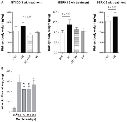 Figure 6 Morphine treatment increases kidney weight and urine albumin. (A) Kidney: body weight ratio of NY1DD, hBERK1, and BERK mice treated with morphine as indicated. (B) NY1DD mice were treated with morphine for 3 weeks. Urine was collected before beginning treatment and periodically following treatment.