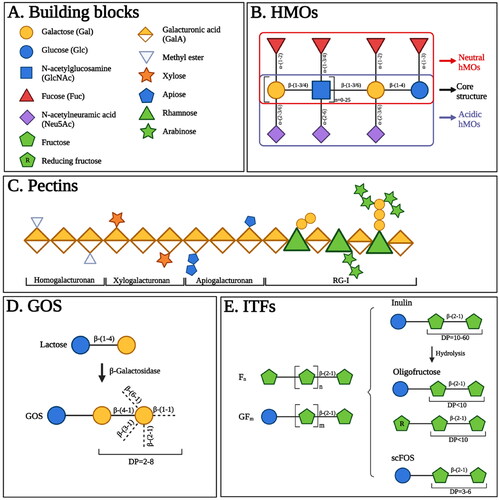 Figure 2. The structures of human milk oligosaccharides (hMOs), pectins, galacto-oligosaccharides (GOS), and inulin-type fructans (ITFs). (A). Main building blocks of hMOs, pectins, GOS and ITFs. (B). HMOs are composed of five building blocks, including glucose (Glc), galactose (Gal), N-acetylglucosamine (GlcNAc), fucose (Fuc), and N-acetylneuramic acid (Neu5Ac). Each hMO possesses a core structure, the Gal-GlcNAc-Gal-Glc unit. The addition of Fuc or Neu5Ac residues can further enrich the core structure of hMOs resulting in neutral hMOs or acid hMOs, respectively. (C). Pectins contain several structural components including homogalacturonan, xylogalacturonan, apiogalacturonan and rhamogalacturona I (RG-I). Homogalacturonan is made up of galacturonic acid (GalA). The GalA residues can be methyl-esterified and are displayed as methyl esters. Xylogalacturonan and apiogalacturonan are the homogalacturonan with attached xylose and apiose residues, respectively. RG-I consists of a backbone in which GalA and rhamnose are alternated, and contain branched chains containing galactose, arabinose, or a combination thereof. (D). GOS are synthesized via the enzymatic trans-galactosylation of lactose by β-galactosidase. GOS are made up of Gal units linked by diverse glycosidic bonds along with a Glc unit at the reducing end. The degree of polymerization (DP) of GOS ranges from 2-8. (E). ITFs mainly consist of fructose (Fn) and a starting Glc unit can be included as well (GFm). The magnitude of n and m determines the DP of ITFs. According to DP values, ITF is classified into inulin (DP = 10-60), oligofructose (DP < 10) derived from the hydrolysis of inulin; and short-chain fructooligosaccharides (scFOS) (DP = 3-6).