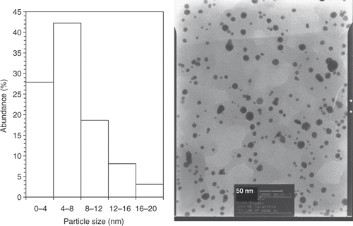 Figure 4. TEMs recorded from a small region of a drop-coated film of gold colloid prepared using the methanol extract of E. camaldulensis and reserved at 45°C (right picture) for 8 weeks (scale bars correspond to 50 nm). The related particle size distribution histograms (left picture) obtained after 350 individual particles were counted.