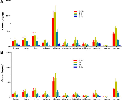 Figure 4 Tissue distribution of total radioactivity at 0.5, 2, 8, and 24 h after a single subcutaneous administration at 1.5 IU/kg in rats (n=6). (A) The radioactivity was determined by RA method. (B) The radioactivity was determined by TCA-RA method.