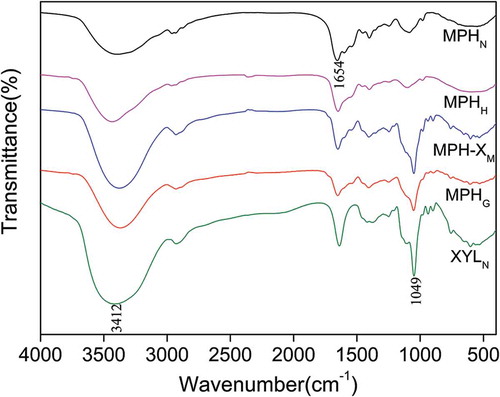 Figure 3. Fourier transform infrared spectra of native Morchella protein hydrolysate (MPHN), heat-treated MPH (MPHH), MPH–xylose mixture (MPH-XM), glycosylated MPH (MPHG), and native xylose (XYLN) in compressed KBr pellets.Figura 3. Espectros de infrarrojos por transformada de Fourier de proteína hidrolizada de Morchella nativa (MPHN), de MPH tratada térmicamente (MPHH), de una mezcla MPH–xilosa (MPH-XM), de MPH glicosilada (MPHG) y de xiclosa nativa (XYLN) en gránulos Kbr comprimidos.