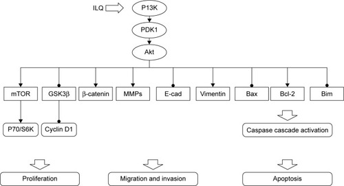 Figure 6 Summary of the inhibitory effect of ILQ on PI3K/Akt/mTOR pathway members.