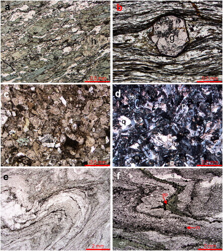 Figure 9. Photomicrographs of Eastern and Central Sector rocks: (a) amphibolite from block in Eastern Sector melange, green hornblende (h) and clear plagioclase. (b) Garnet (g) porphyroblast in quartz biotite garnet schist outcropping as a block in the Eastern Sector melange. (c) Arkosic sandstone from Eastern Sector. Brown altered plagioclase with minor quartz and chlorite (bright green). Note basalt sand grain in the centre of image. (d) Andesitic dyke dominated by plagioclase (p) laths with minor quartz (q) and magnetite (m) in a chlorite (chl) calcite (c) altered matrix. (e) Fold in grey phyllite (Central Sector) with quartz–albite in light bands and chlorite muscovite graphite in dark bands. (f) Folded layering in green phyllite (Central Sector) with quartz–albite in light bands and chlorite (chl) epidote (ep) magnetite (m) in green layers cut by quartz (q) vein.
