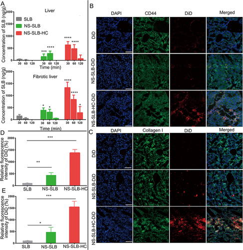 Figure 3 In vivo distribution of SLB, NS-SLB, and NS-SLB-HC. (A) Concentration of SLB in normal and CCl4-induced fibrotic liver tissues. Data are shown as mean ± SD (n = 5). (B, C) Biodistribution of different formulations, as determined by immunofluorescence staining against (B) CD44 or (C) collagen I in fibrotic liver tissues with Alexa Fluor® 488-labeled IgG (green). Cell nuclei were stained with DAPI (blue). Scale bar, 50 μm. (D, E) Semi-quantitative analysis of immunofluorescence images. Data are shown as mean ± SD (n = 3). ****P < 0.0001; ***P < 0.001; **P < 0.01; *P < 0.05 vs free SLB.
