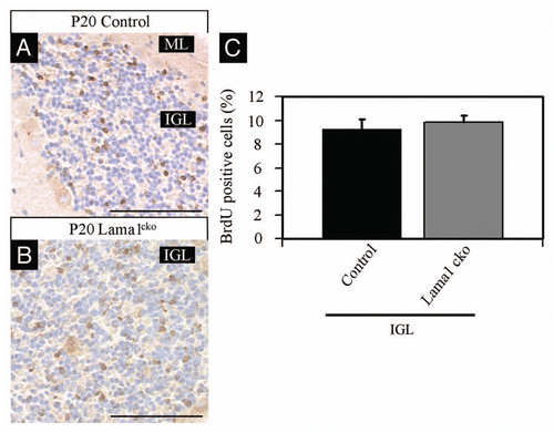 Figure 8 Decreased survival of GC in P20 Lama1cko animals. Coronal sections of P20 control (A) and Lama1cko (B) cerebella stained with BrdU antibody to reveal number of surviving postmitotic P7-BrdU labeled GC. (C) Quantification of BrdU positive cells in the IGL. In spite of increased proliferation at P7 in Lama1cko mice (leading to increased BrdU uptake) a similar number of BrdU positive cells is quantified in both genotypes at P20 thereby suggesting decreased survival of GC in Lama1cko mice. Scale bar = 100 µm. ML, Molecular Layer, IGL, Internal Granular Layer
