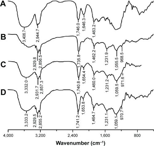 Figure 2 Infrared spectra.Notes: (A) ASD. (B) Phospholipids. (C) Physical mixture of ASD and phospholipids. (D) APC.Abbreviations: ASD, Akebia saponin D; APC, Akebia saponin D–phospholipid complex.