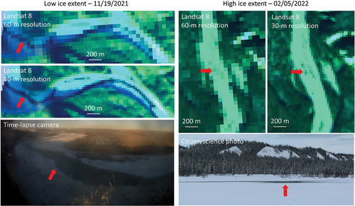 Figure 2. Example of low (left panel) and high (right panel) ice extent classes shown for segments of the Copper River study reach north of Copper Center. Classes were assigned by interpreting Landsat images at 60-m resolution to be consistent across sensors. Landsat 8 images are shown in the resampled 60-m resolution and original 30-m resolution and are displayed as RGB composites with SWIR, NIR, and green bands. Below are photographs taken from a fixed time-lapse camera (left; Bondurant et al. Citation2022) and citizen science observer (right; Fresh Eyes on Ice Citation2022) on the same dates as the satellite image acquisitions. Open water is present in both low and high ice extents. Red arrows indicate the location of open water pictured in the photographs on the Landsat images.