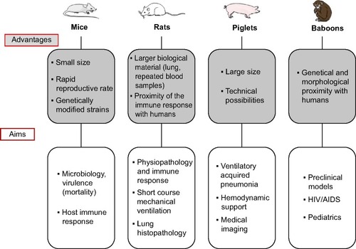 Figure 1 Characteristics and targets of frequently used species in animal models of pneumonia.